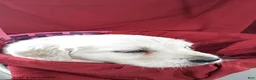 Golden Retriever dogs for sale: Anna - Ad 3