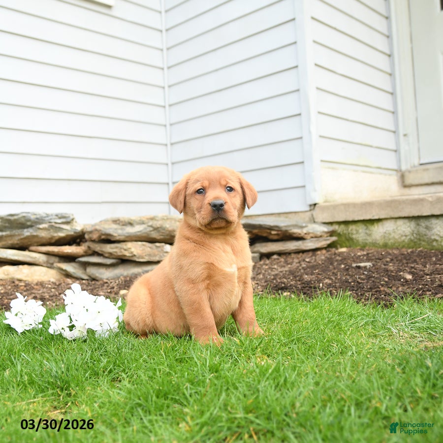 Labrador Retriever dogs Flicker - Ad 1