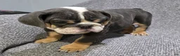 English Bulldog dogs for sale: Trippi - Ad 2