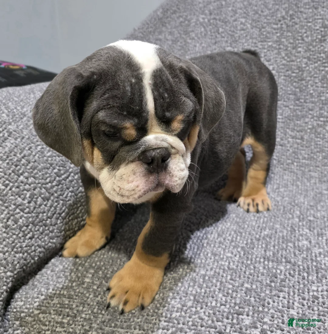 English Bulldog dogs for sale: Trippi - Ad 2