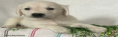 Chloe