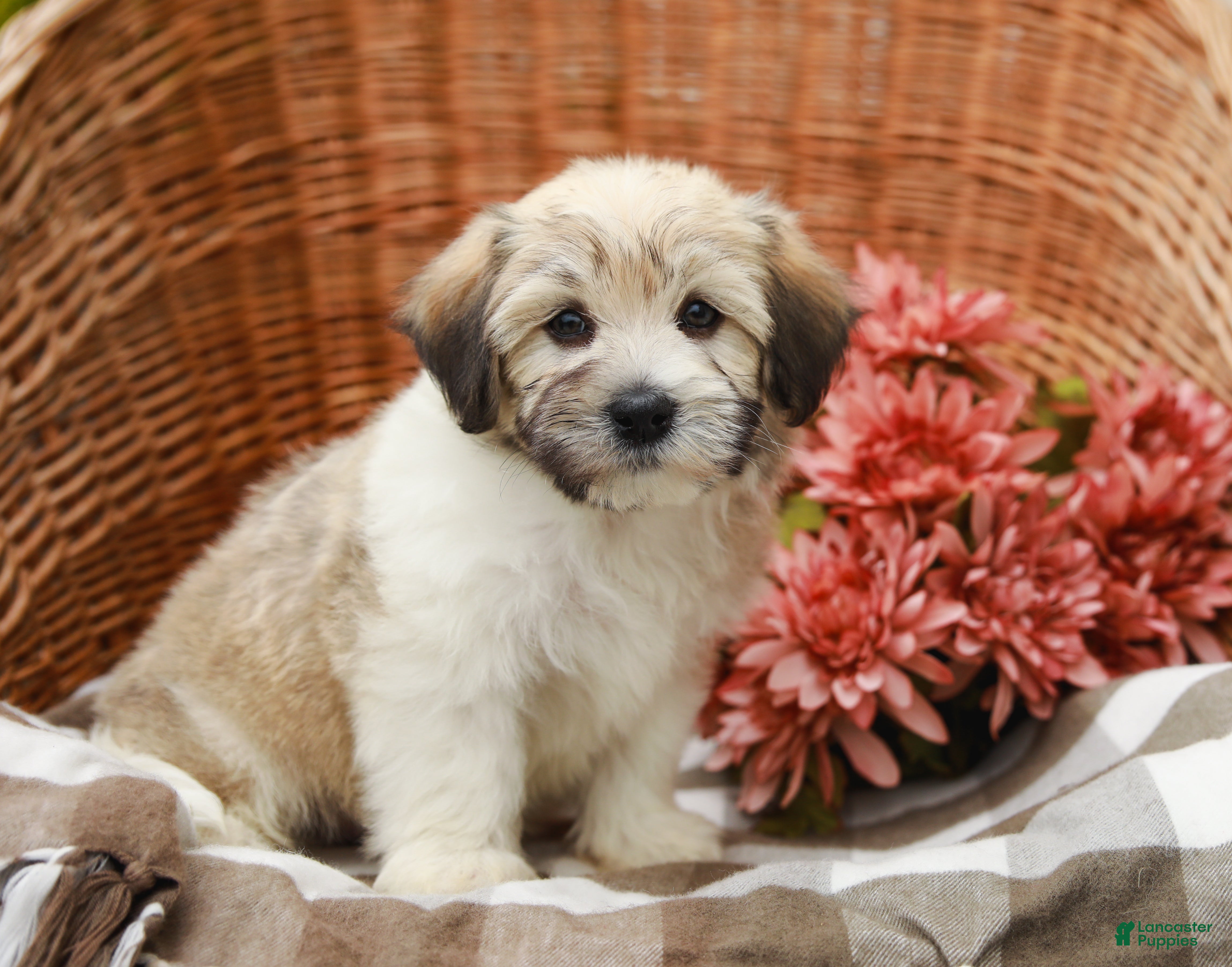 Havanese dogs for sale: Buddy - Ad 3