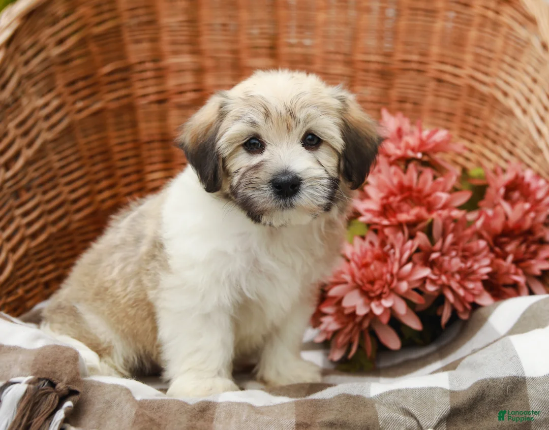 Havanese dogs for sale: Buddy - Ad 1