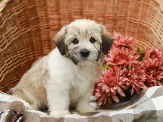 Havanese dogs for sale: Buddy - Ad 3