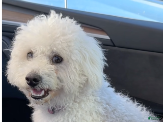 Miniature Poodle dogs Miniature Poodle Puppy 1 - Ad 3