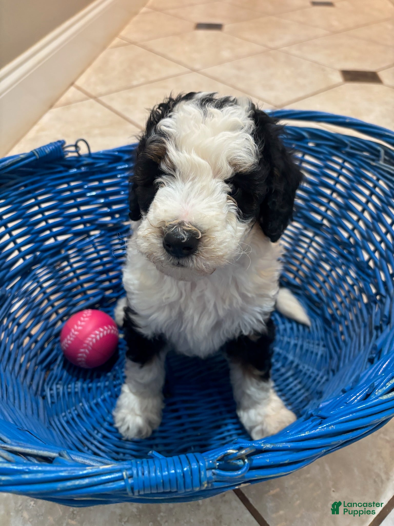 Mini Bernedoodle dogs for sale: Maggie - Ad 1
