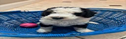 Mini Bernedoodle dogs for sale: Maggie - Ad 1