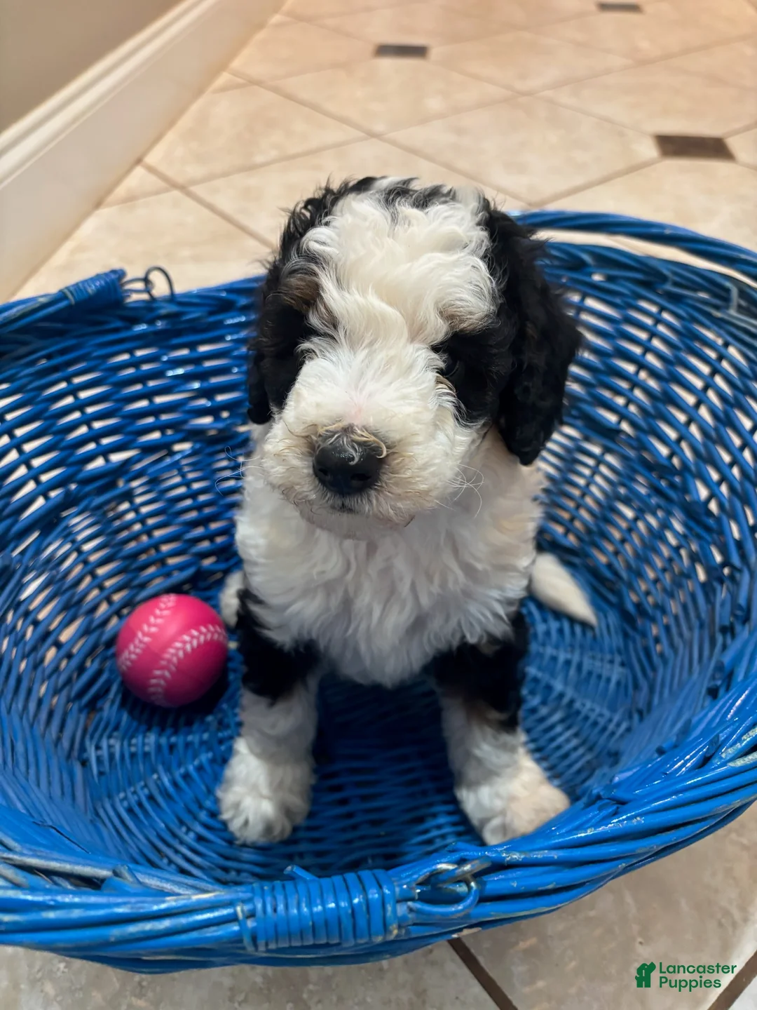 Mini Bernedoodle dogs for sale: Maggie - Ad 1
