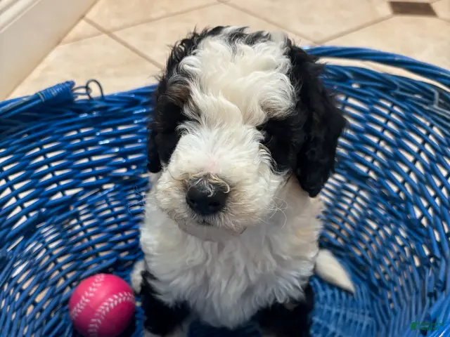 Mini Bernedoodle dogs for sale: Maggie - Ad 1