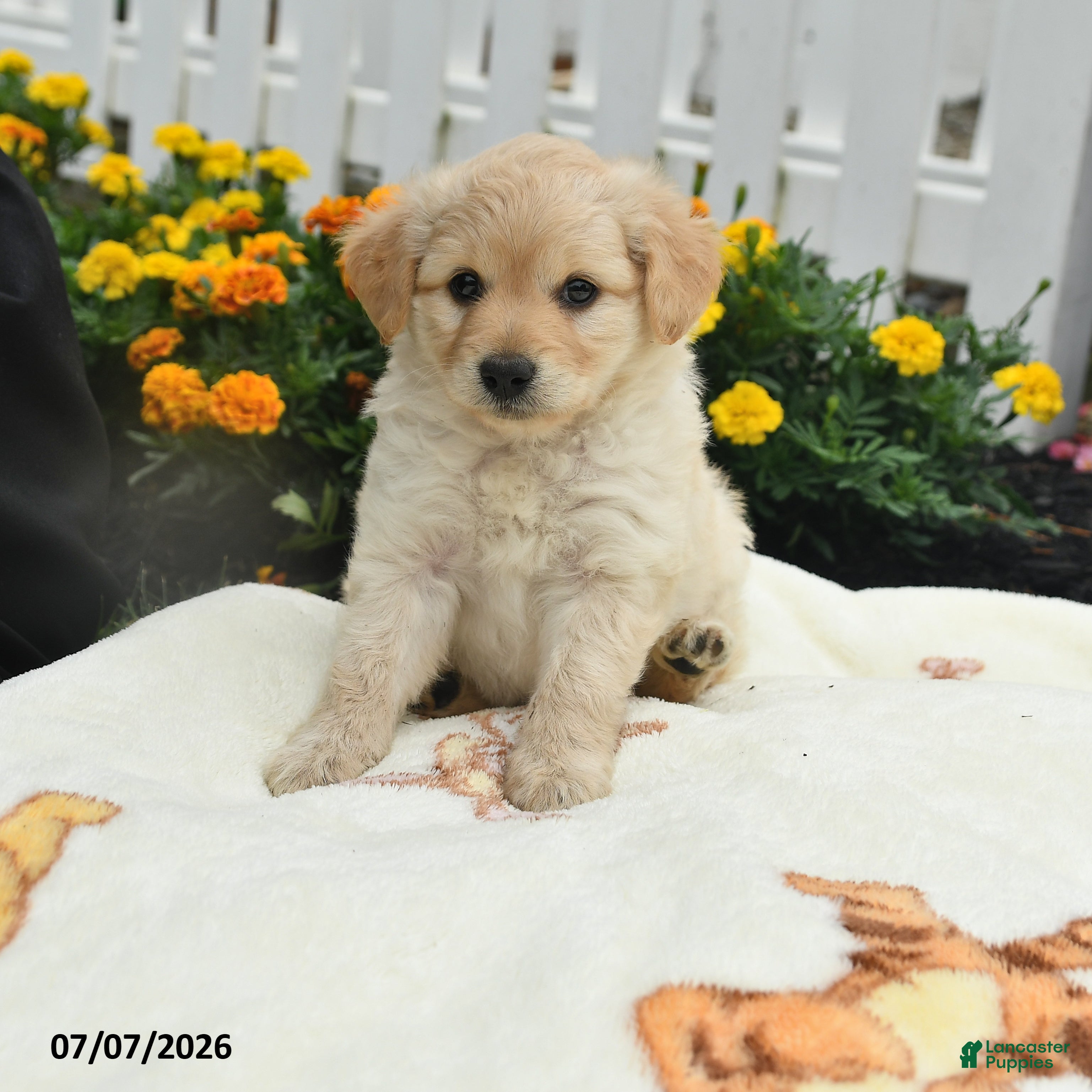Mixed Breed dogs Fin  - Ad 1