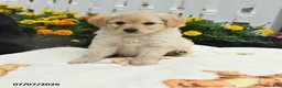 Mixed Breed dogs for sale: Fin  - Ad 1