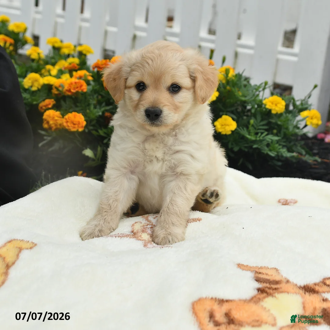 Mixed Breed dogs for sale: Fin  - Ad 1