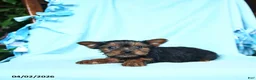 Yorkshire Terrier dogs for sale: Nutmeg - Ad 2