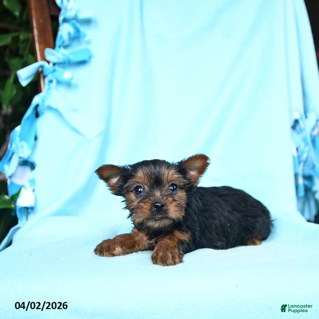 Yorkshire Terrier dogs for sale: Nutmeg - Ad 2