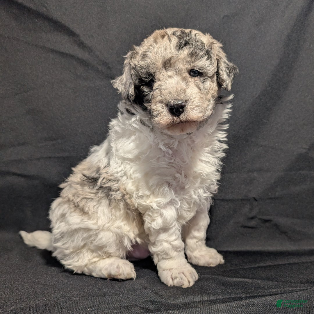 Mixed Breed dogs for sale: Connor  - Ad 2