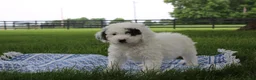Mini Goldendoodle dogs for sale: Reina  - Ad 5