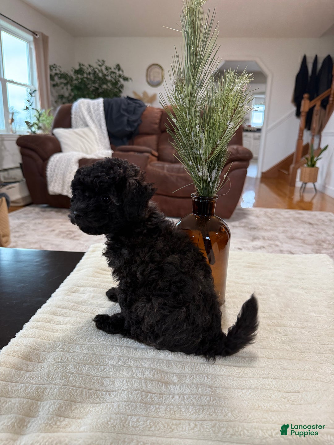 Maltipoo dogs for sale: Rome  - Ad 3