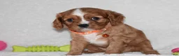 Cavalier King Charles Spaniel dogs for sale: Piper - Ad 2