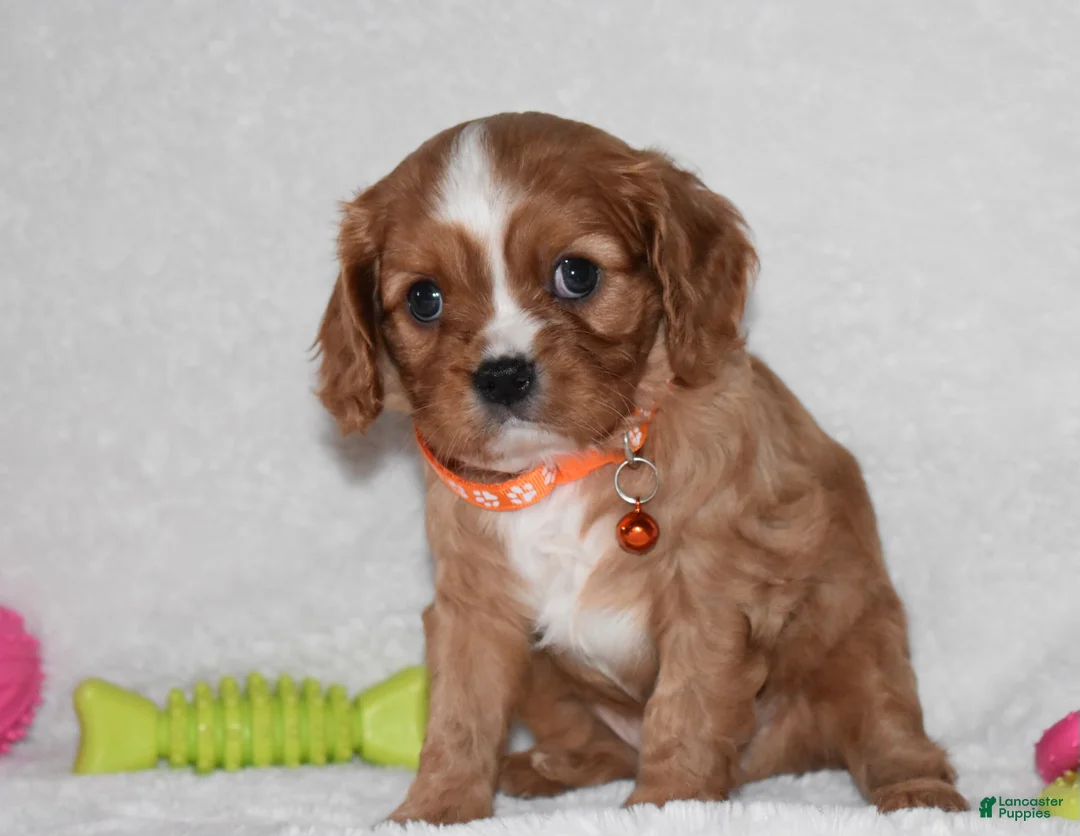 Cavalier King Charles Spaniel dogs for sale: Piper - Ad 2