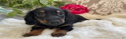 Miniature Dachshund dogs for sale: Callie - Ad 4