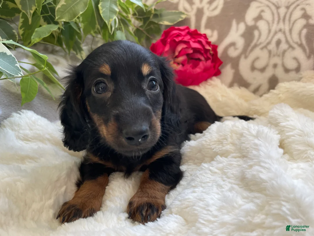 Miniature Dachshund dogs for sale: Callie - Ad 4