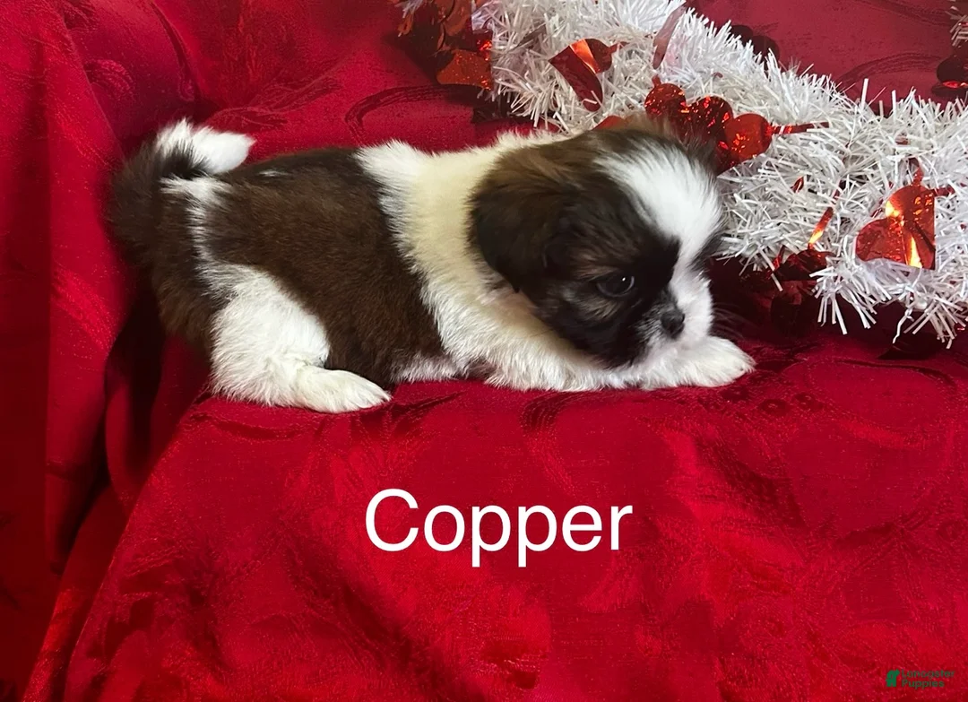 Lhasa Apso dogs for sale: Lhasa Apso Puppy 2 - Ad 3
