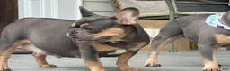 French Bulldog dogs for sale: French Bulldog 1 - Ad 3