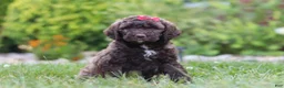 Newfypoo dogs for sale: Cherri - Ad 3