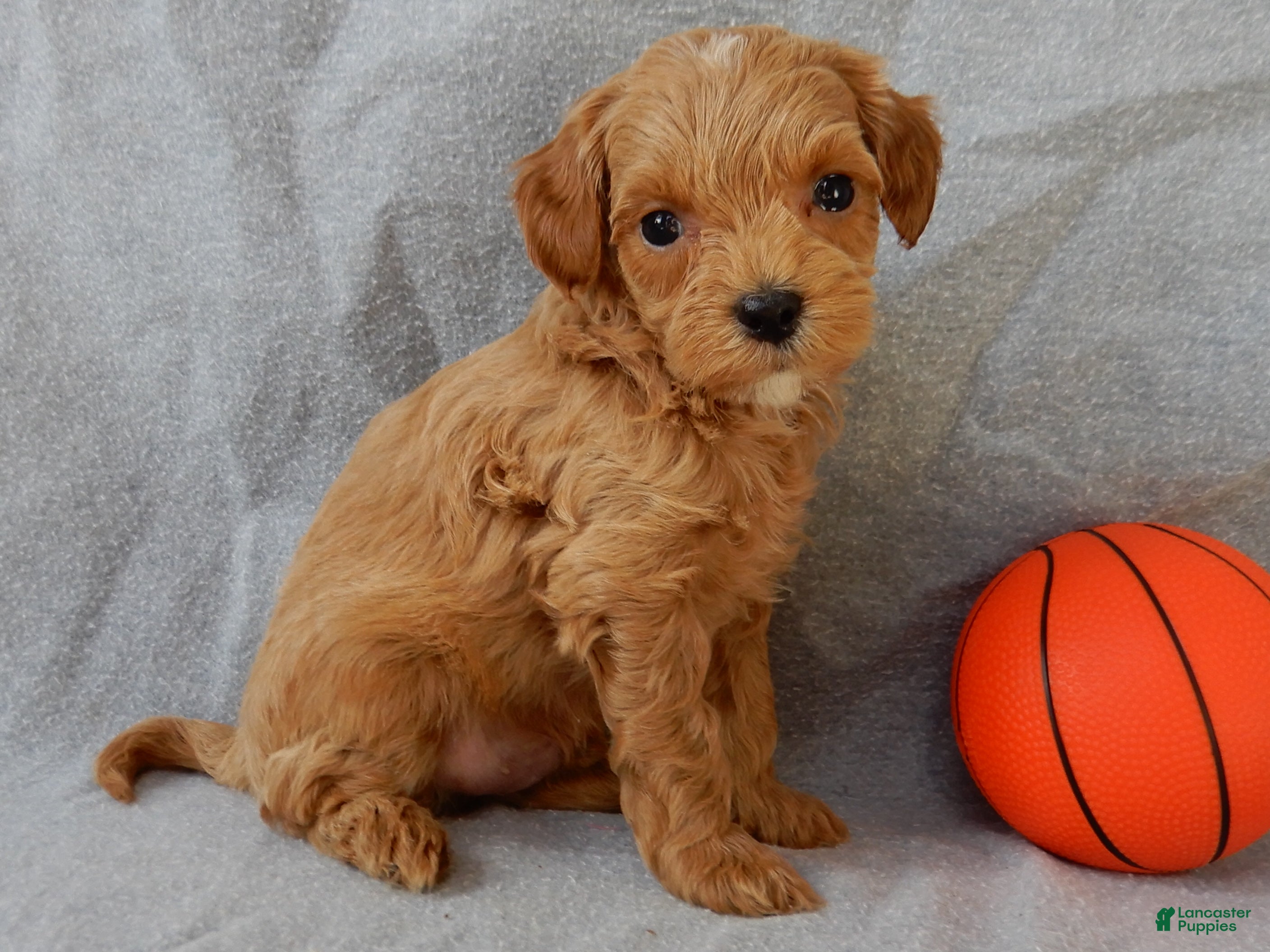 Cavapoo dogs Harley - Ad 2