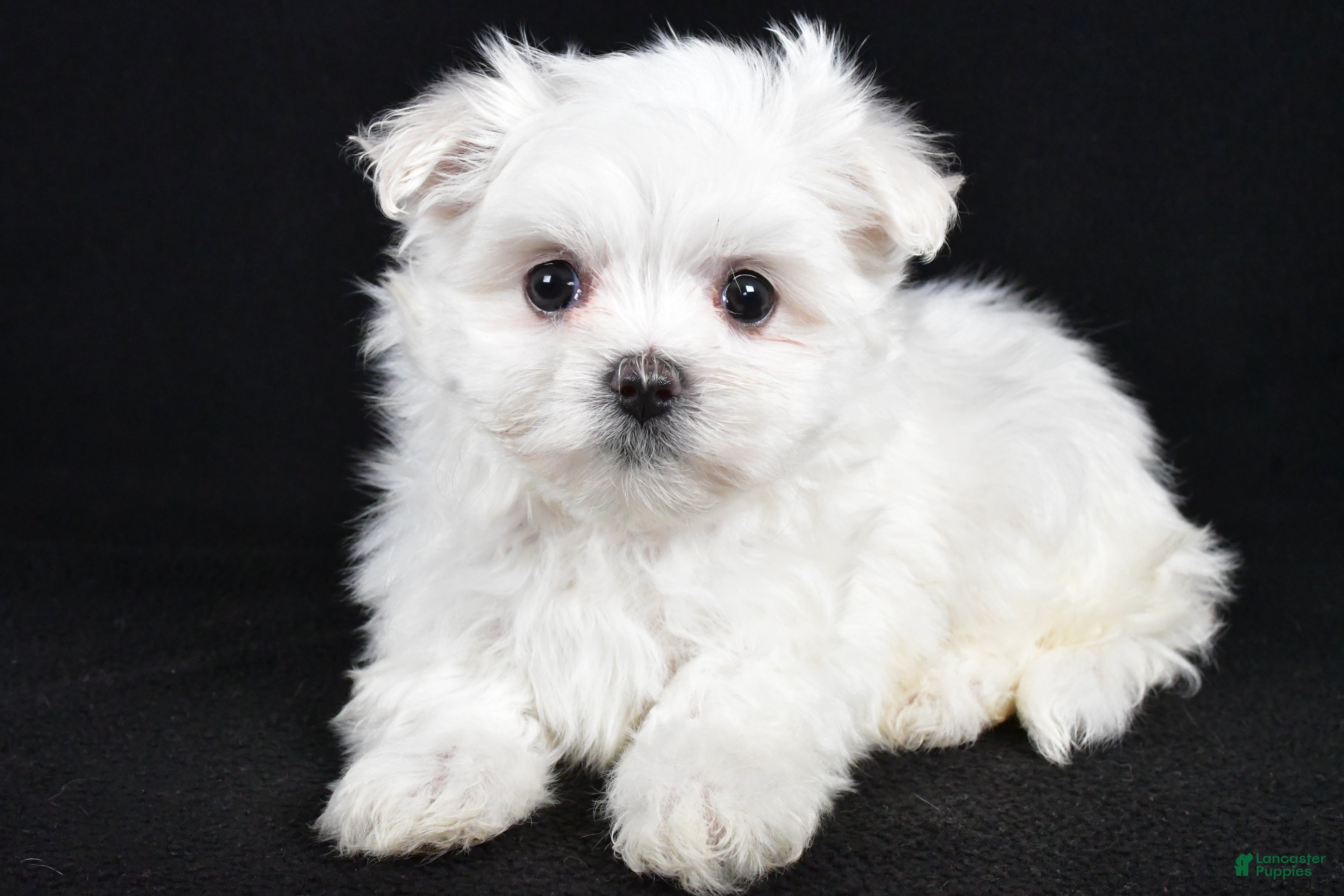 Maltese Puppies for sale under $1000 Lancaster Puppies