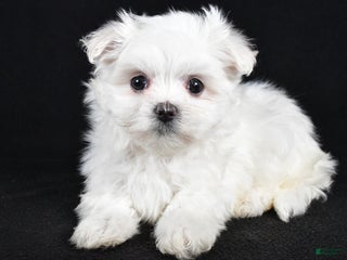 Maltese dogs - Ad 16