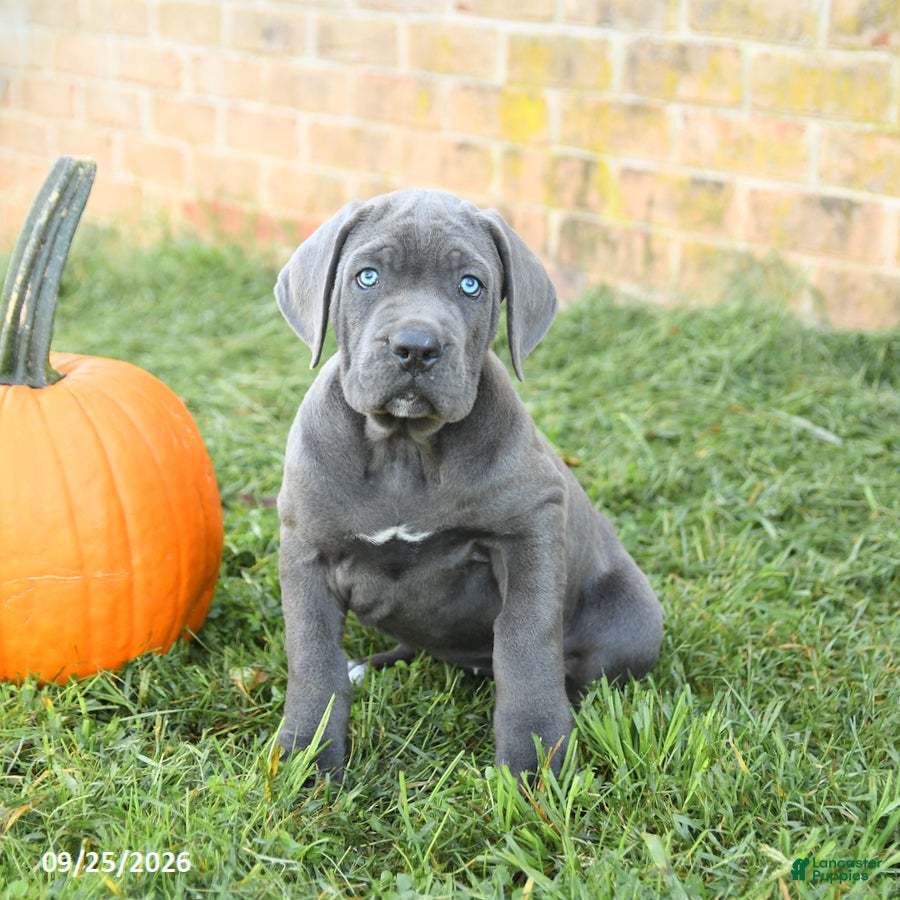 Cane Corso dogs Flora   - Ad 2