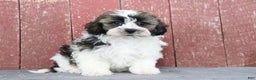 Shihpoo dogs for sale: Mitch - Ad 2