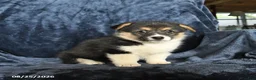 Welsh Corgi Pembroke dogs for sale: Raisin - Ad 3