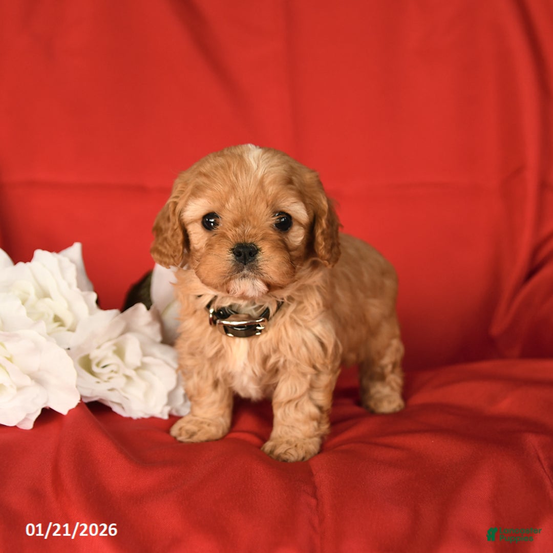 Cavapoo dogs for sale: Champ  - Ad 1