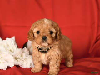 Cavapoo dogs Champ - Ad 20
