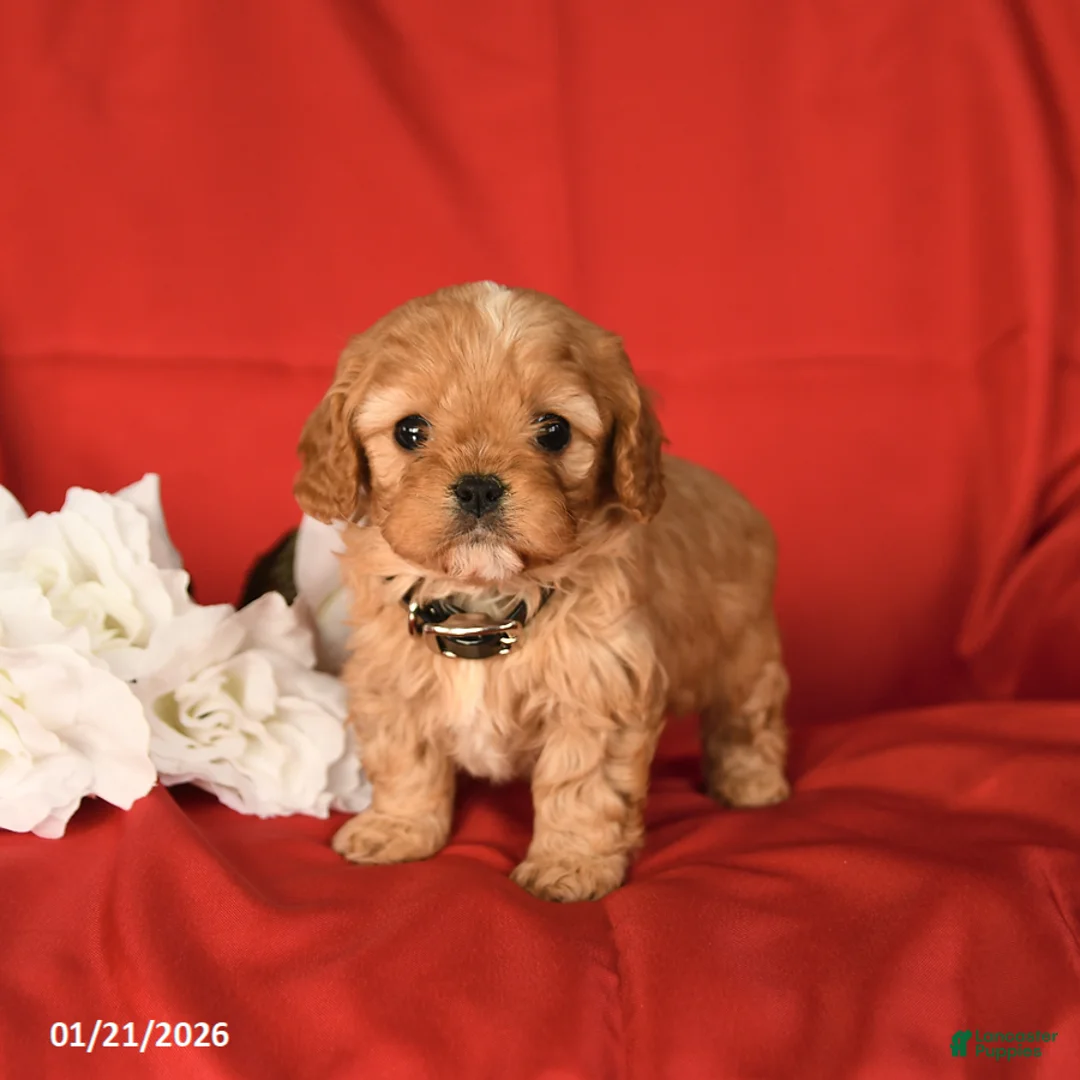 Cavapoo dogs for sale: Champ  - Ad 1