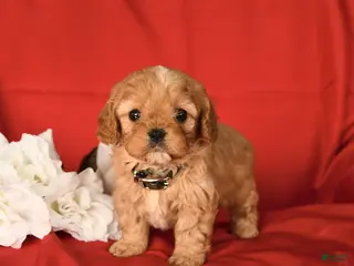 Cavapoo dogs Champ - Ad 22