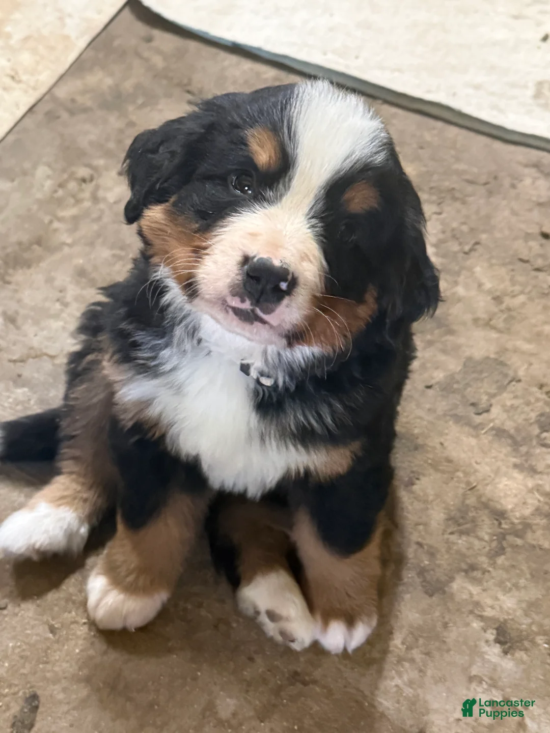 Bernese Mountain Dog dogs for sale: Dublin - Ad 1
