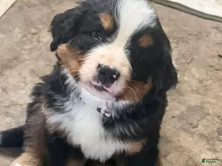 Bernese Mountain Dog dogs Dublin - Ad 4