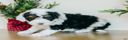 Bernedoodle dogs for sale: Mistletoe - Ad 4