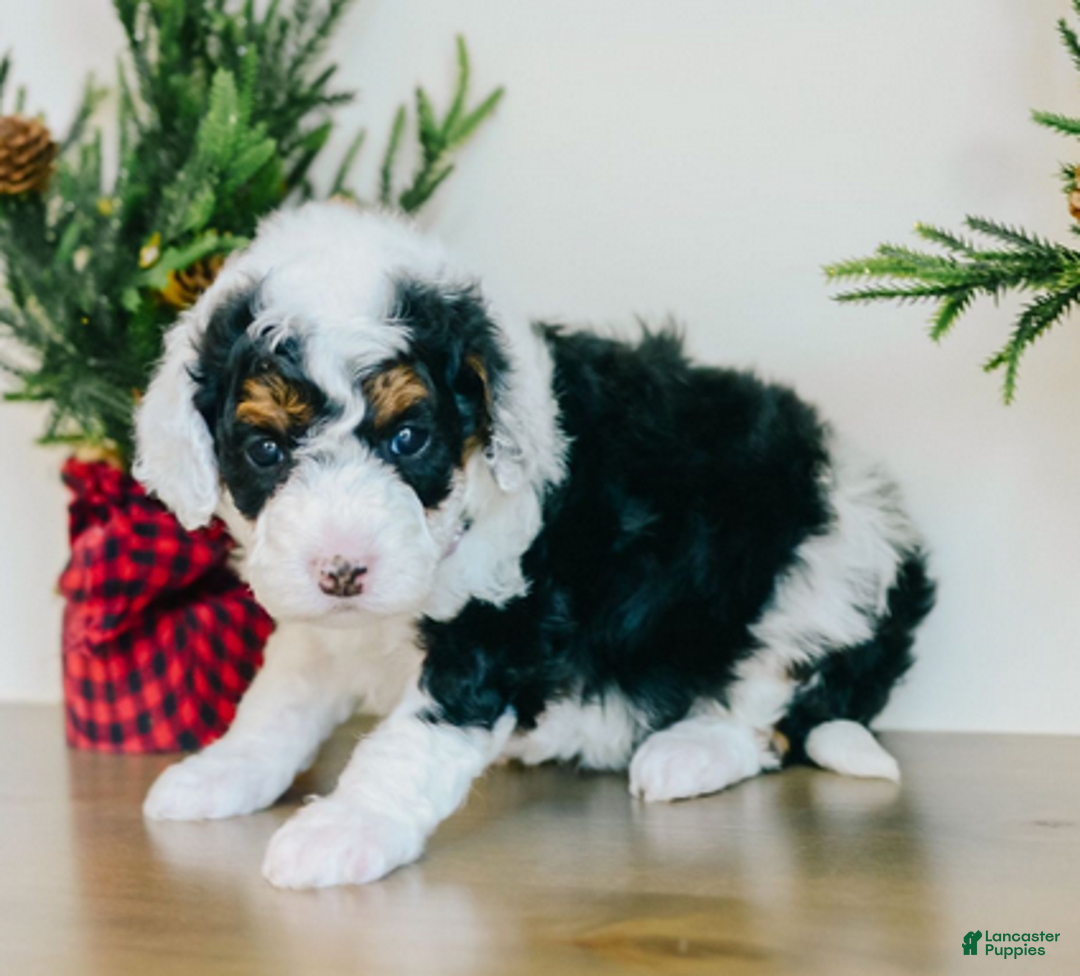 Bernedoodle dogs for sale: Mistletoe - Ad 4