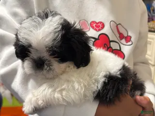 Shih Tzu dogs for sale: Shih Tzu Puppy 3 - Ad 1