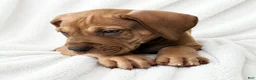 Great Dane dogs for sale: Takara  - Ad 4