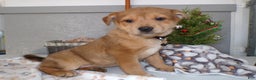 Mixed Breed dogs for sale: Mixed Breed Puppy 2 Bello - Ad 1