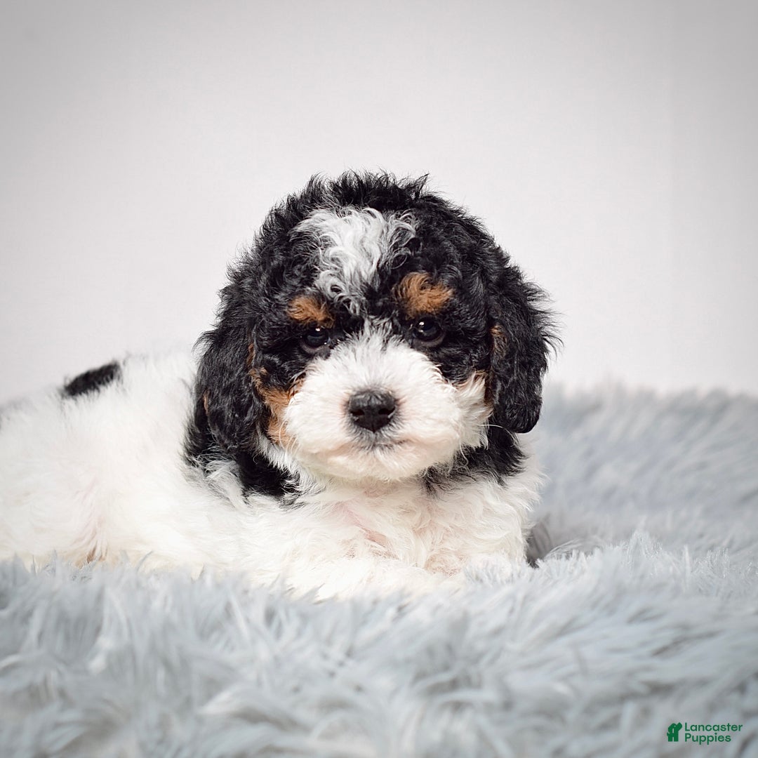 Mini Goldendoodle dogs for sale: Ms. Remy - Ad 3