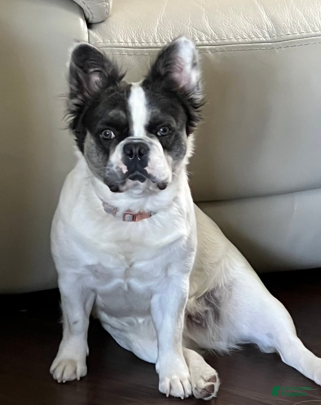 French Bulldog dogs for sale: Two year old Fluffy Frenchie - Ad 2