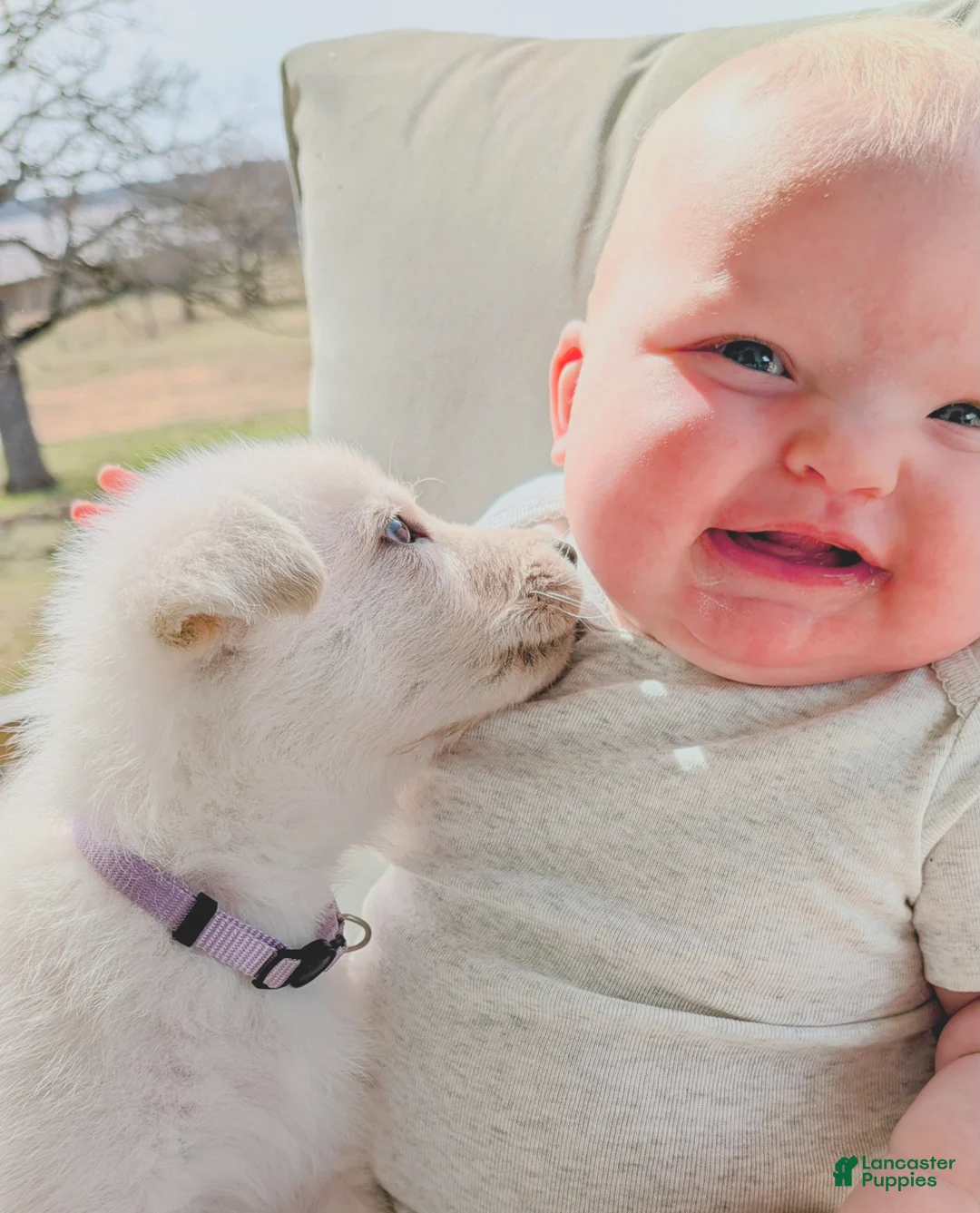 German Shepherd dogs for sale: Rainier - Ad 1