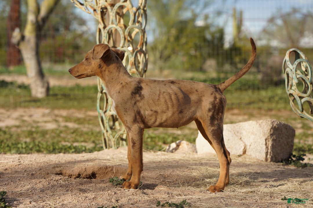 Mixed Breed dogs for sale: Lilac Fawn Merle F1 RT - Ad 31