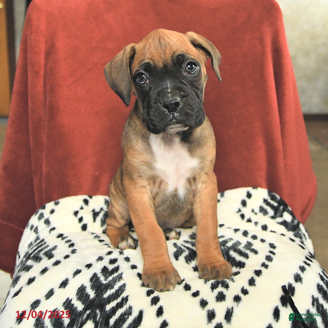 Boxer dogs for sale: Rudolph - Ad 2
